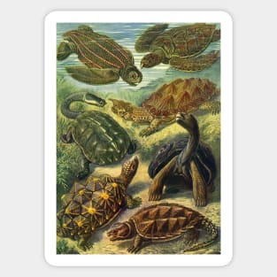 Sea Turtles and Tortoises, Chelonia by Ernst Haeckel Sticker